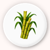 Sugarcane