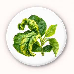 Leaf Curl
