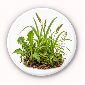 Weed Growth