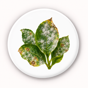 Fungal Infection
